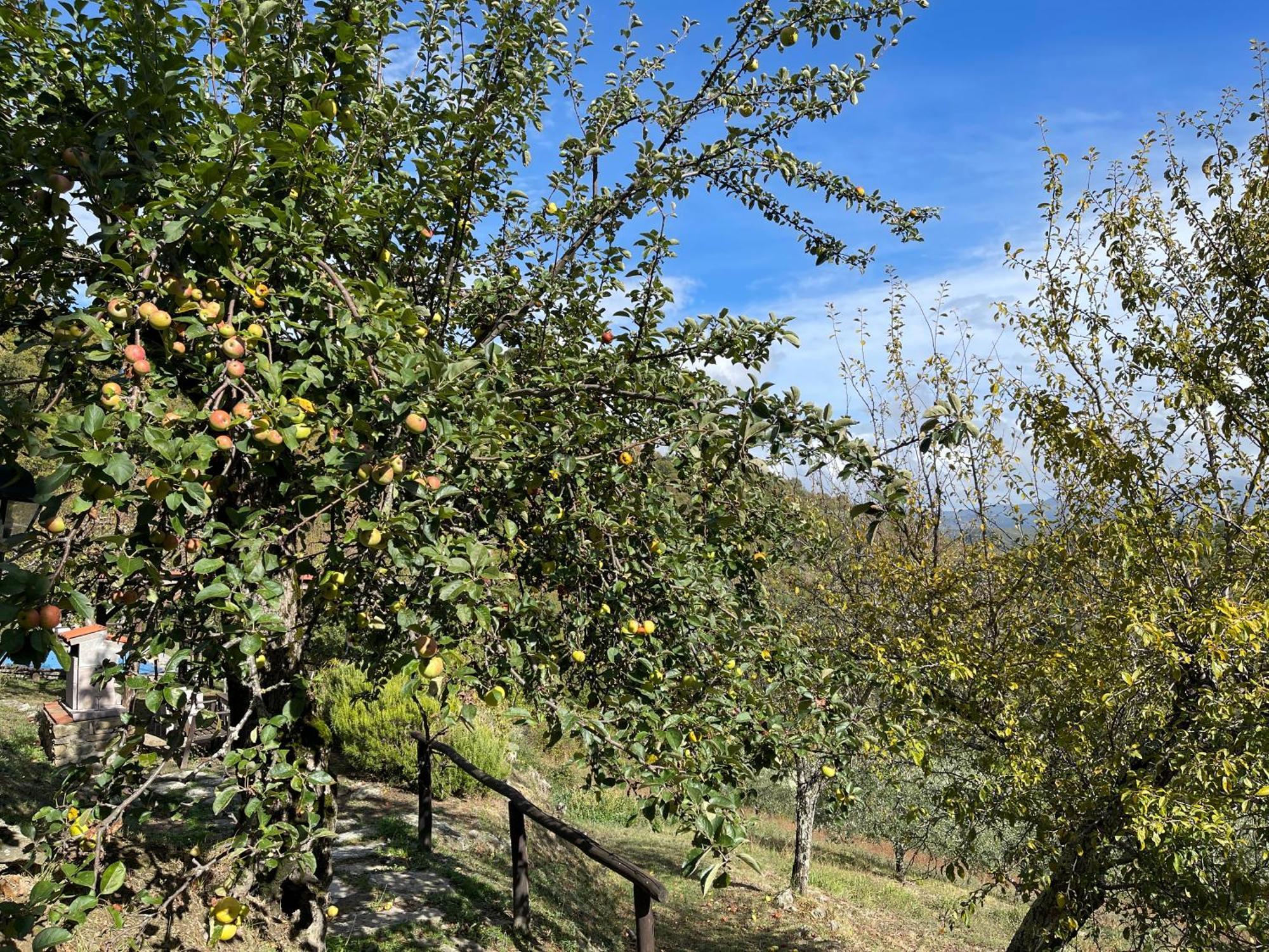 Bio Agriturismo Il Vigno Caprese Michelangelo Zewnętrze zdjęcie