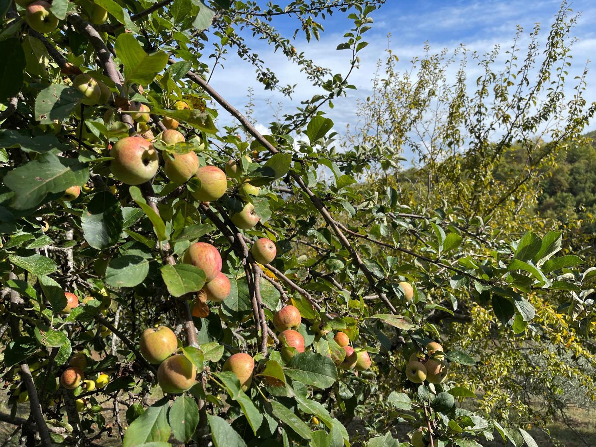 Bio Agriturismo Il Vigno Caprese Michelangelo Zewnętrze zdjęcie