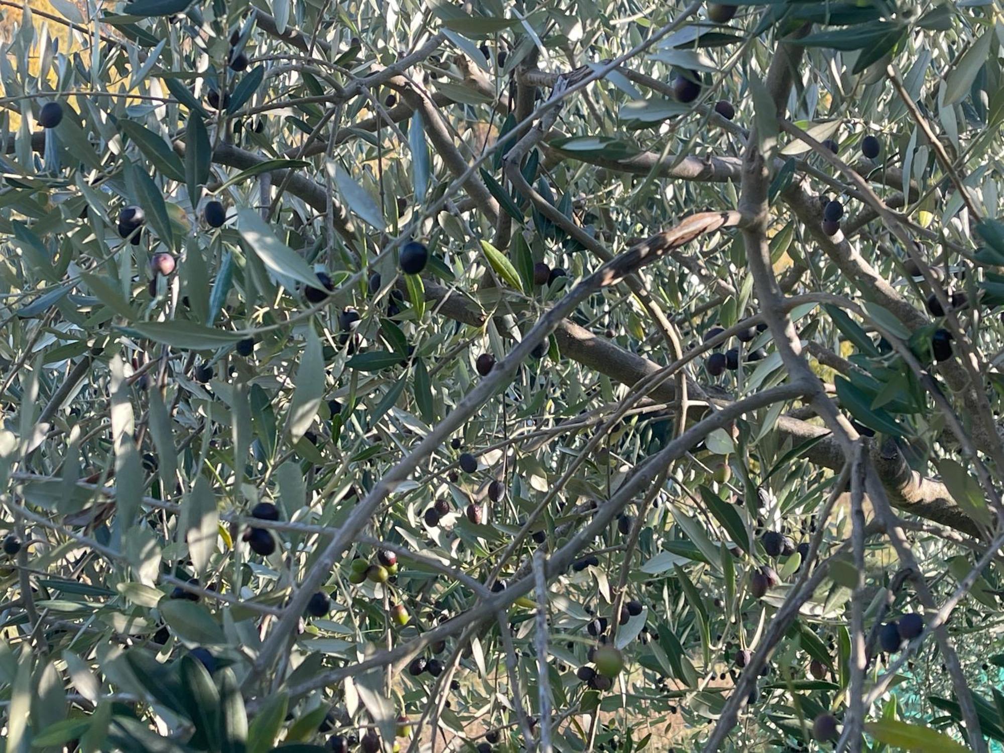 Bio Agriturismo Il Vigno Caprese Michelangelo Zewnętrze zdjęcie